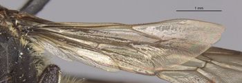 Media type: image;   Entomology 16212 Aspect: Wing hind